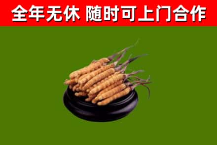 中山回收冬虫夏草