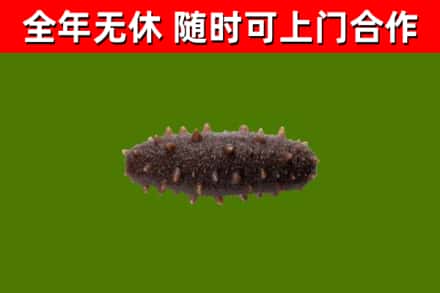 中山回收海参干